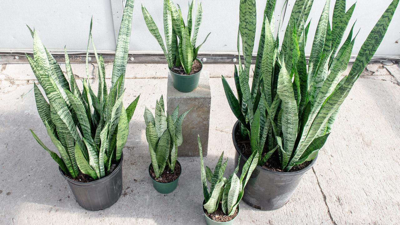 Sansevieria Trifasciata 'zeylanica' - View 4 from www redcrocus com