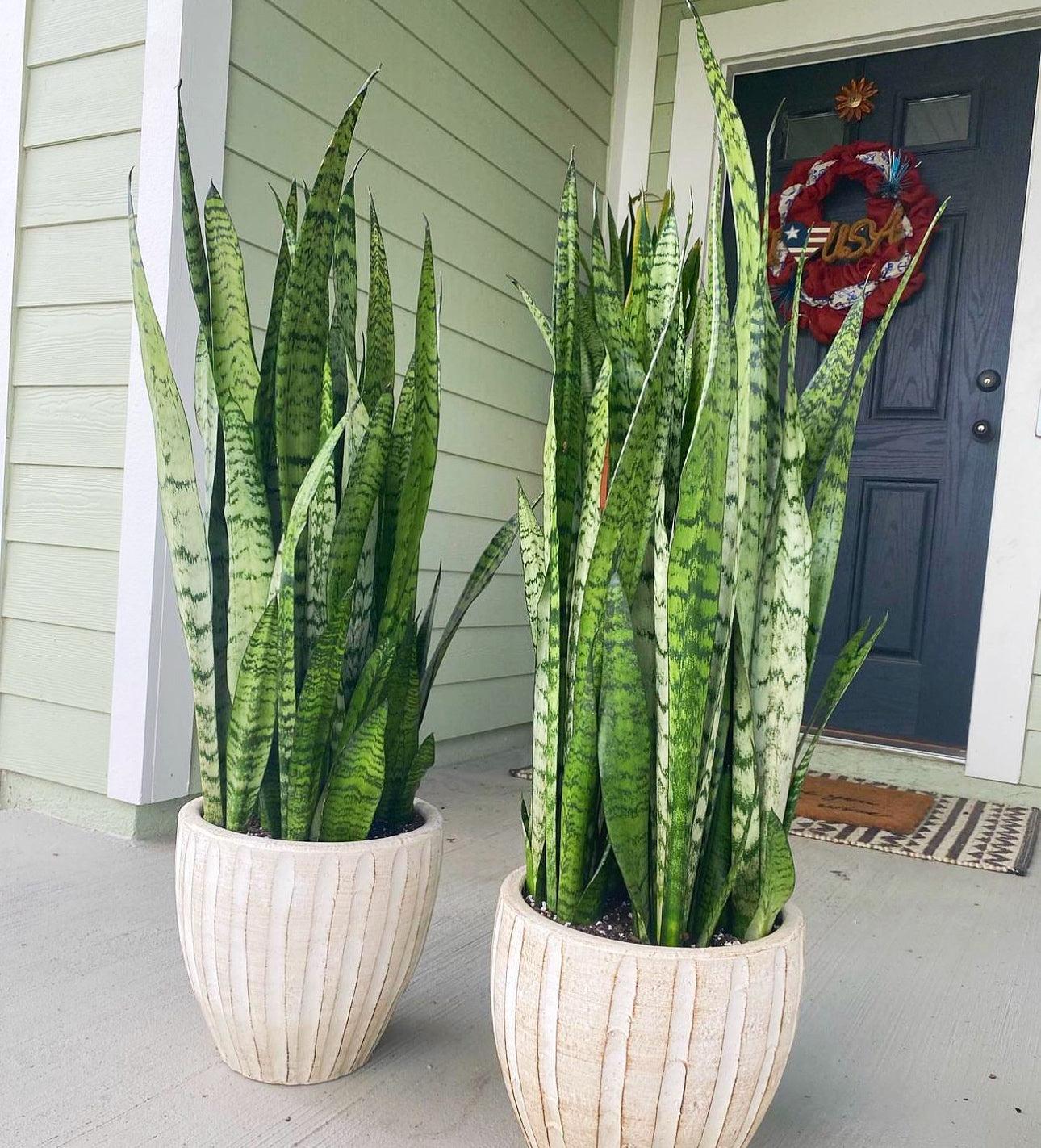 Sansevieria Trifasciata 'zeylanica' - View 6 from www redcrocus com