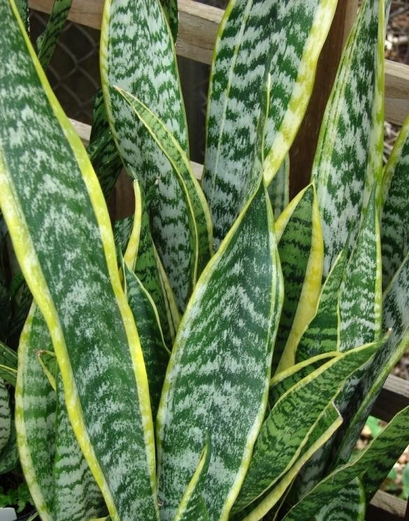 Sansevieria Trifasciata Zeylanica - View 14 from www redcrocus com