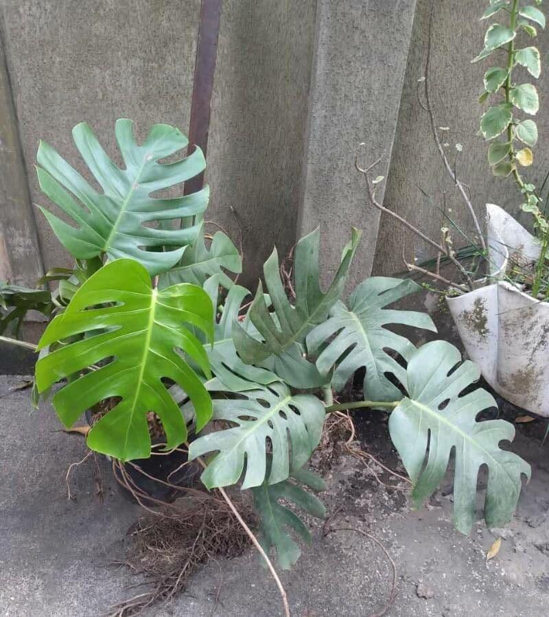 Rhaphidophora Tetrasperma, Trellis - View 12 from www redcrocus com