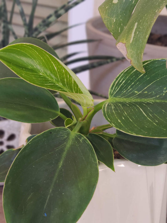 Philodendron Birkin - View 10 from www redcrocus com
