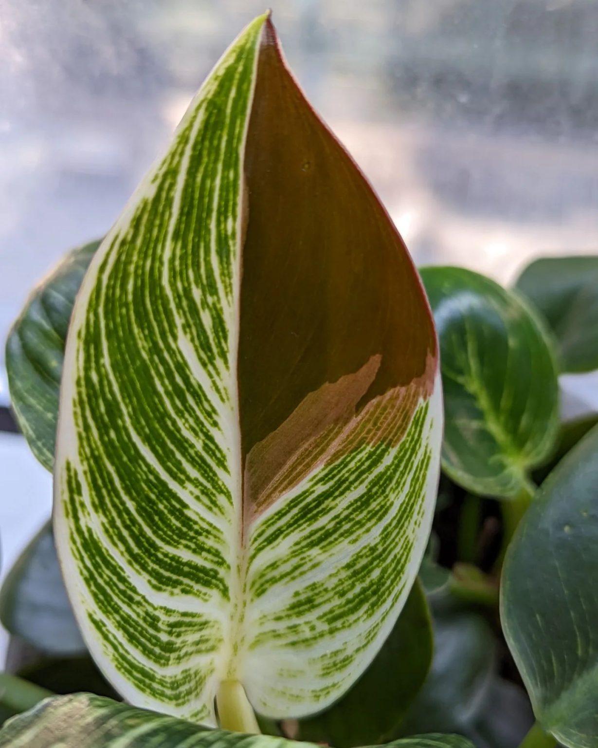 Philodendron Birkin - View 12 from www redcrocus com