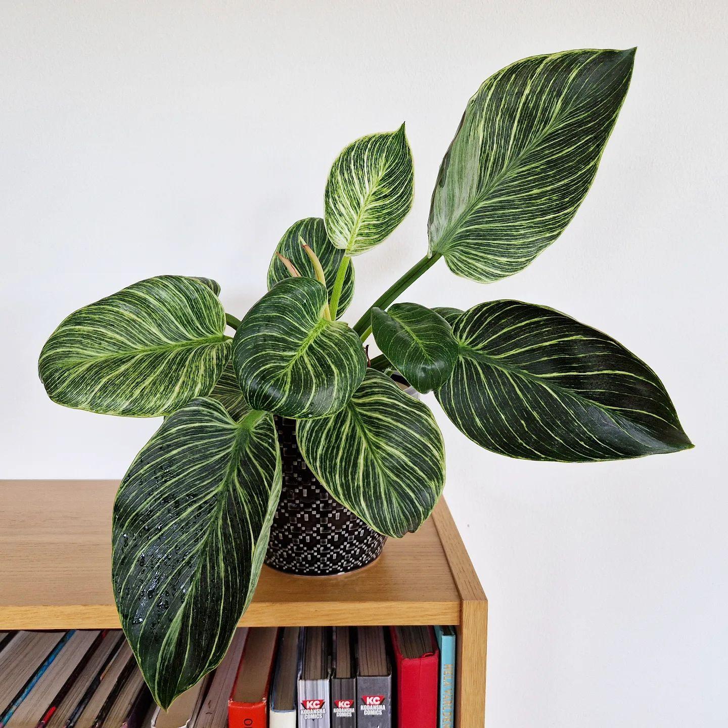 Philodendron Birkin - View 13 from www redcrocus com