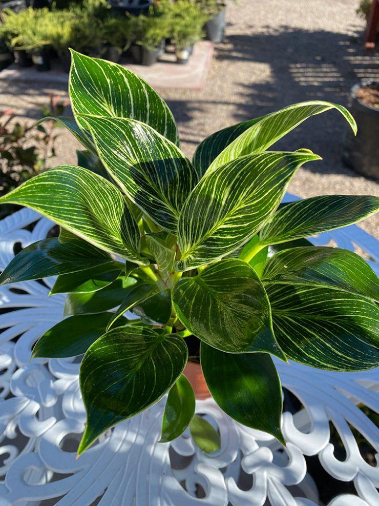 Philodendron Birkin - View 14 from www redcrocus com