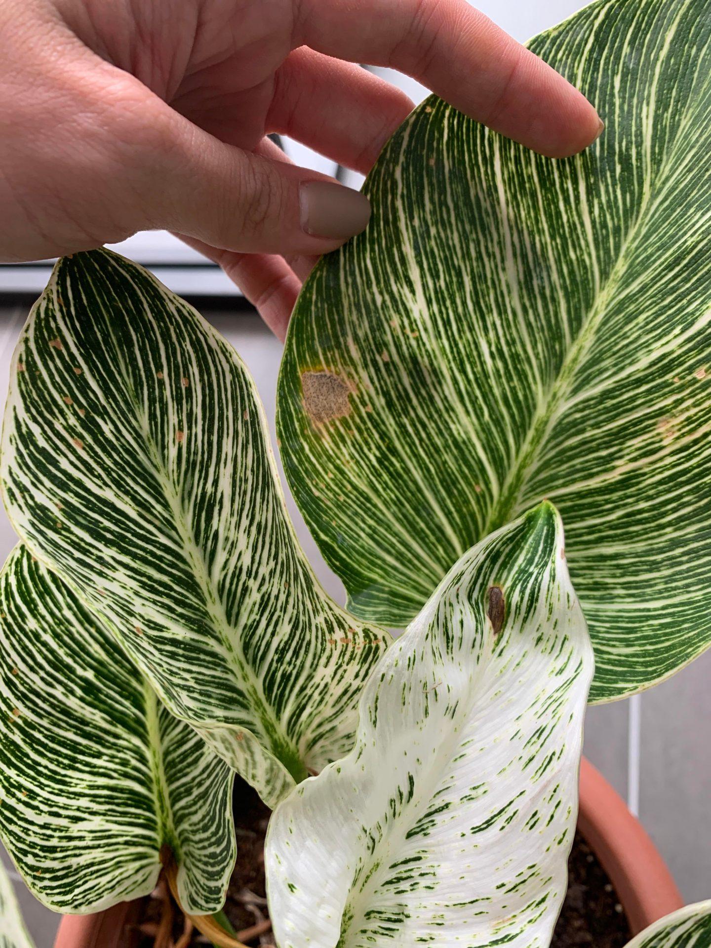 Philodendron Birkin - View 15 from www redcrocus com
