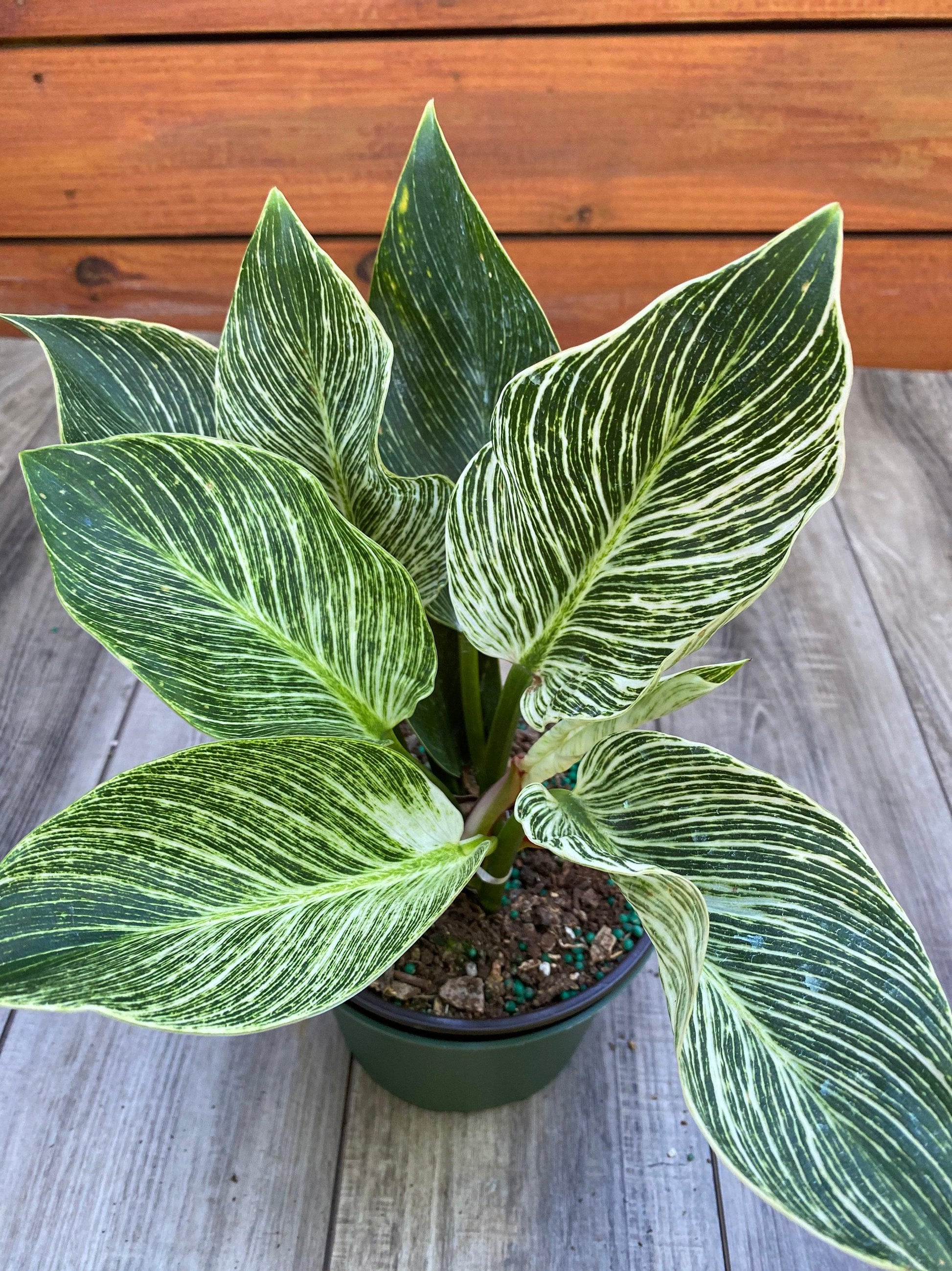 Philodendron Birkin - View 16 from www redcrocus com