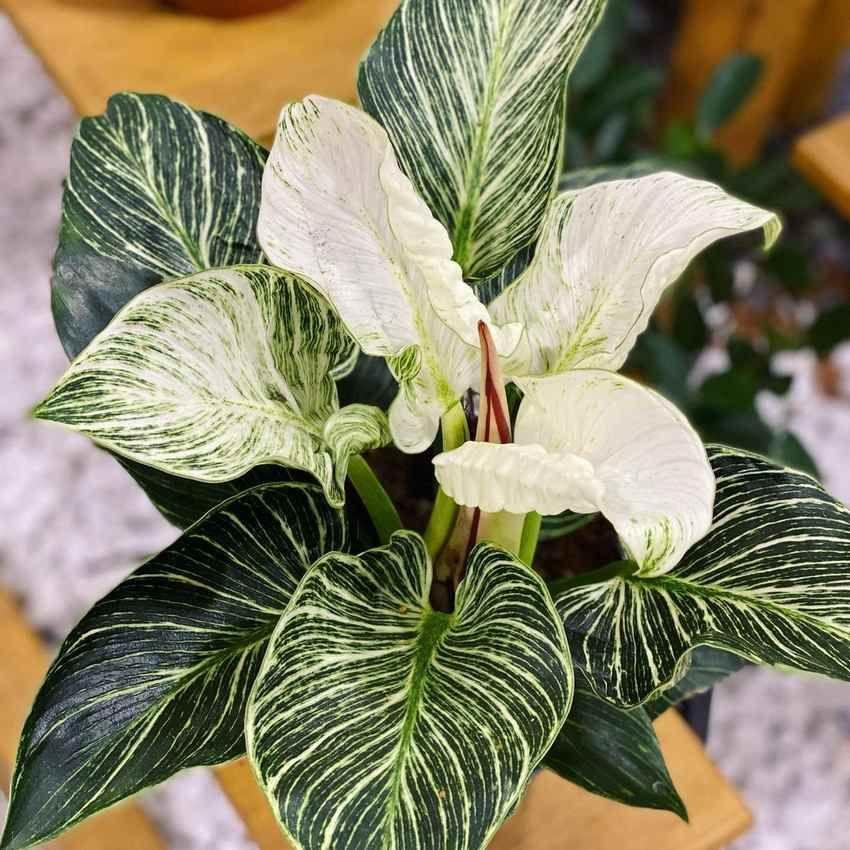 Philodendron Birkin - View 17 from www redcrocus com