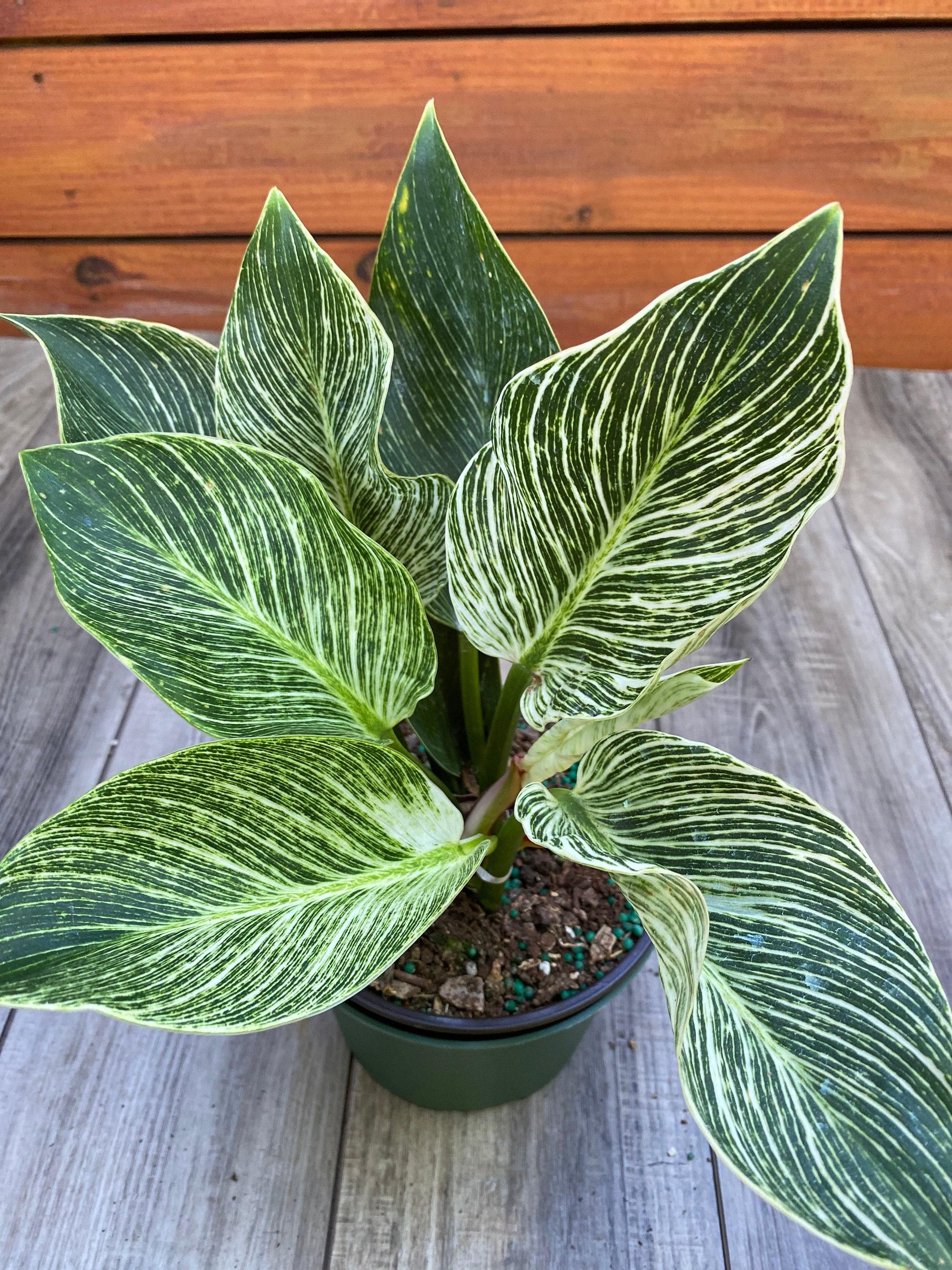 Philodendron Birkin - View 19 from www redcrocus com