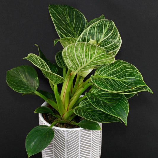 Philodendron Birkin - View 1 from www redcrocus com
