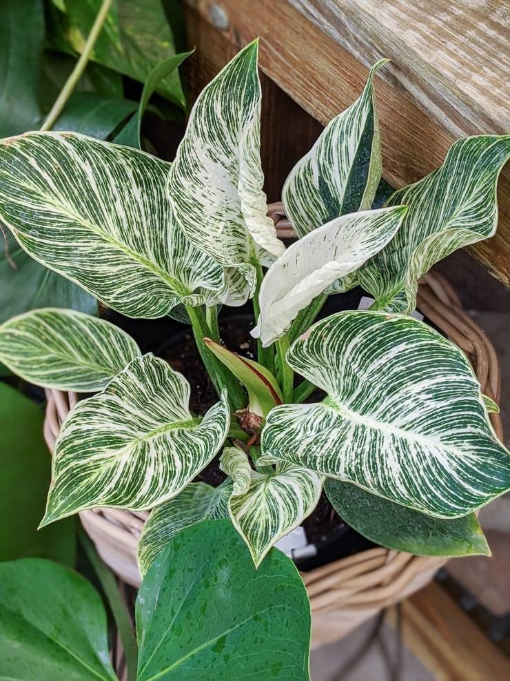 Philodendron Birkin - View 4 from www redcrocus com