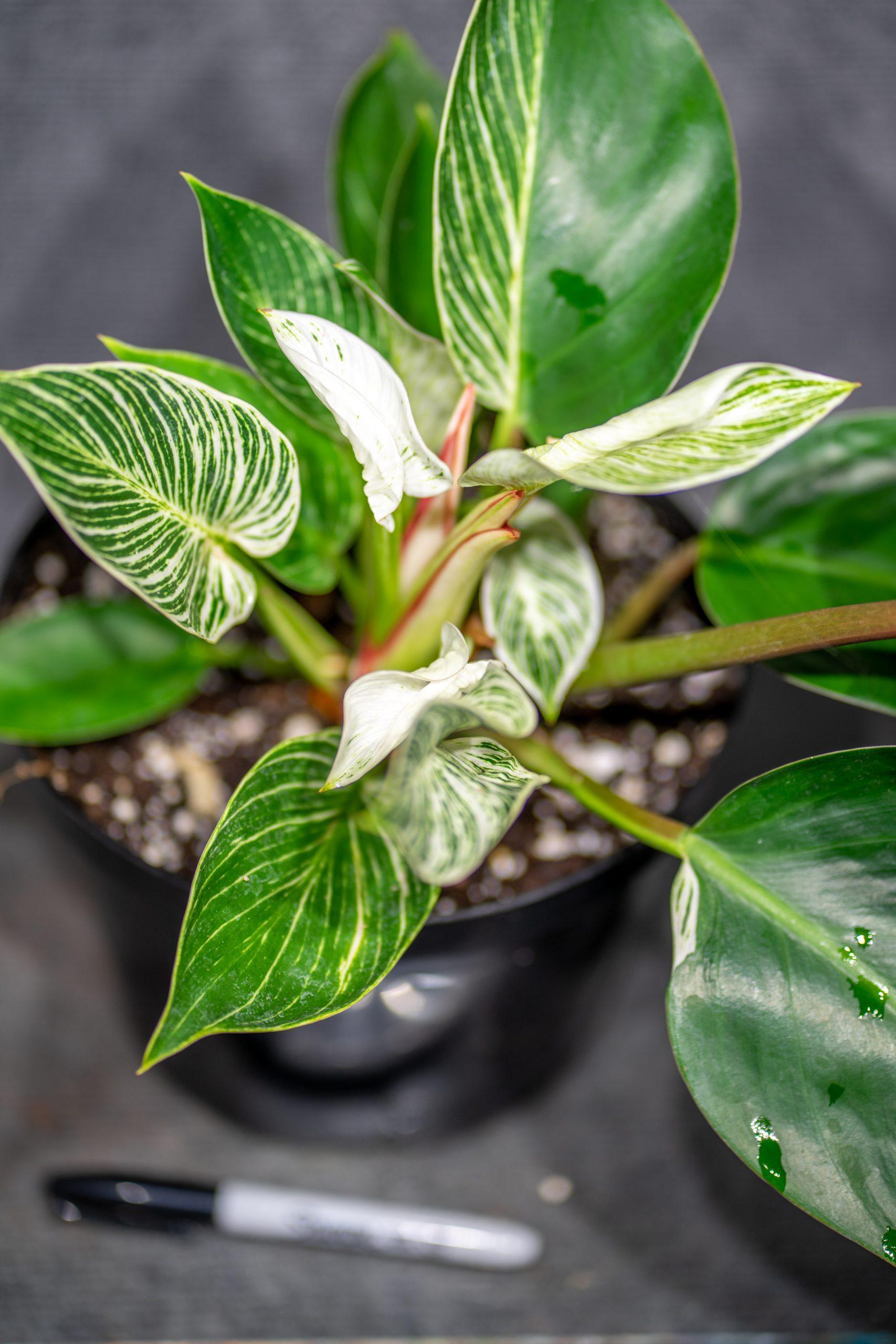 Philodendron Birkin - View 5 from www redcrocus com