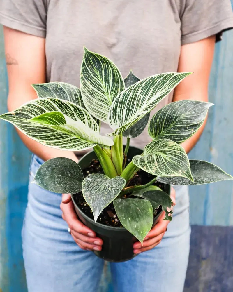 Philodendron Birkin - View 6 from www redcrocus com