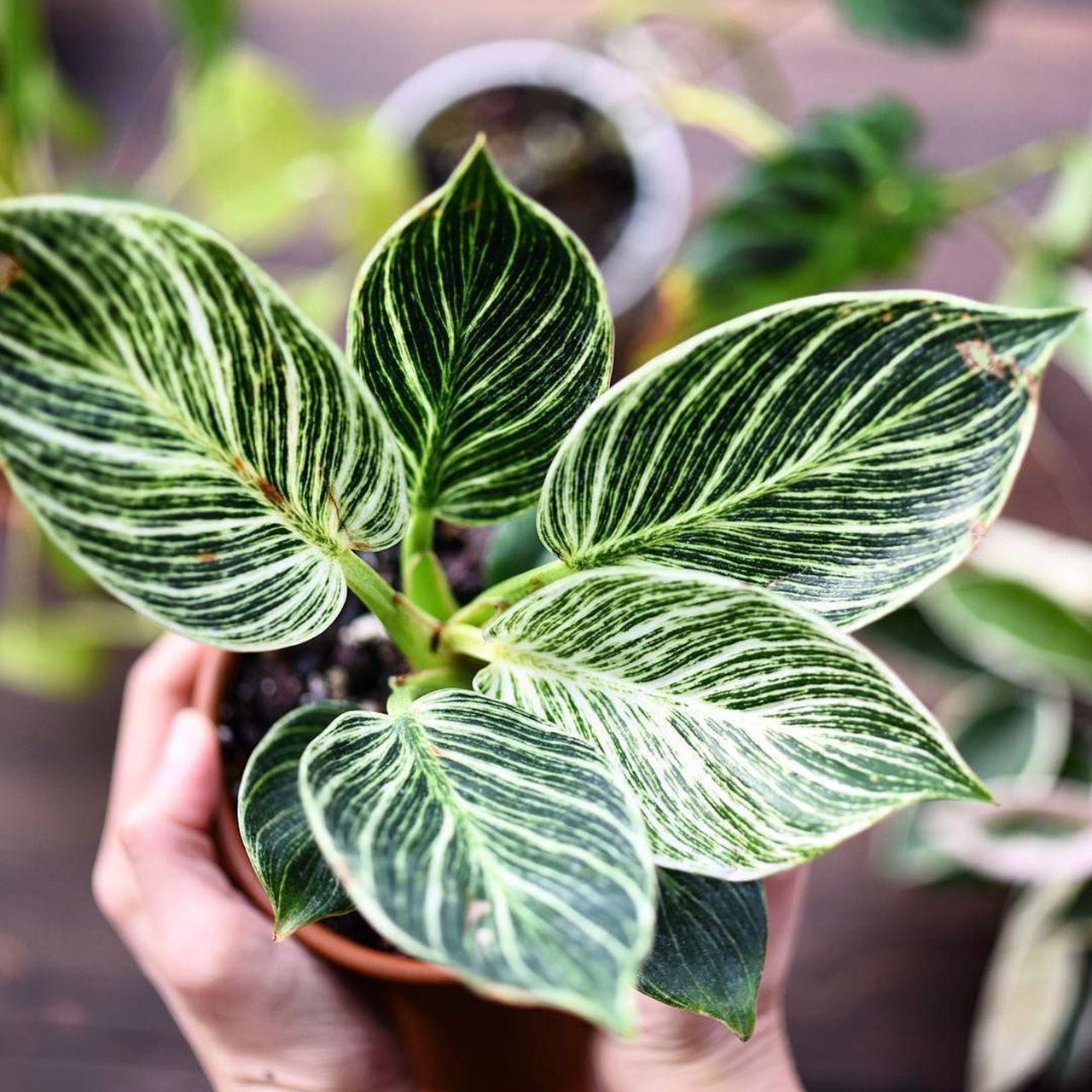 Philodendron Birkin - View 7 from www redcrocus com