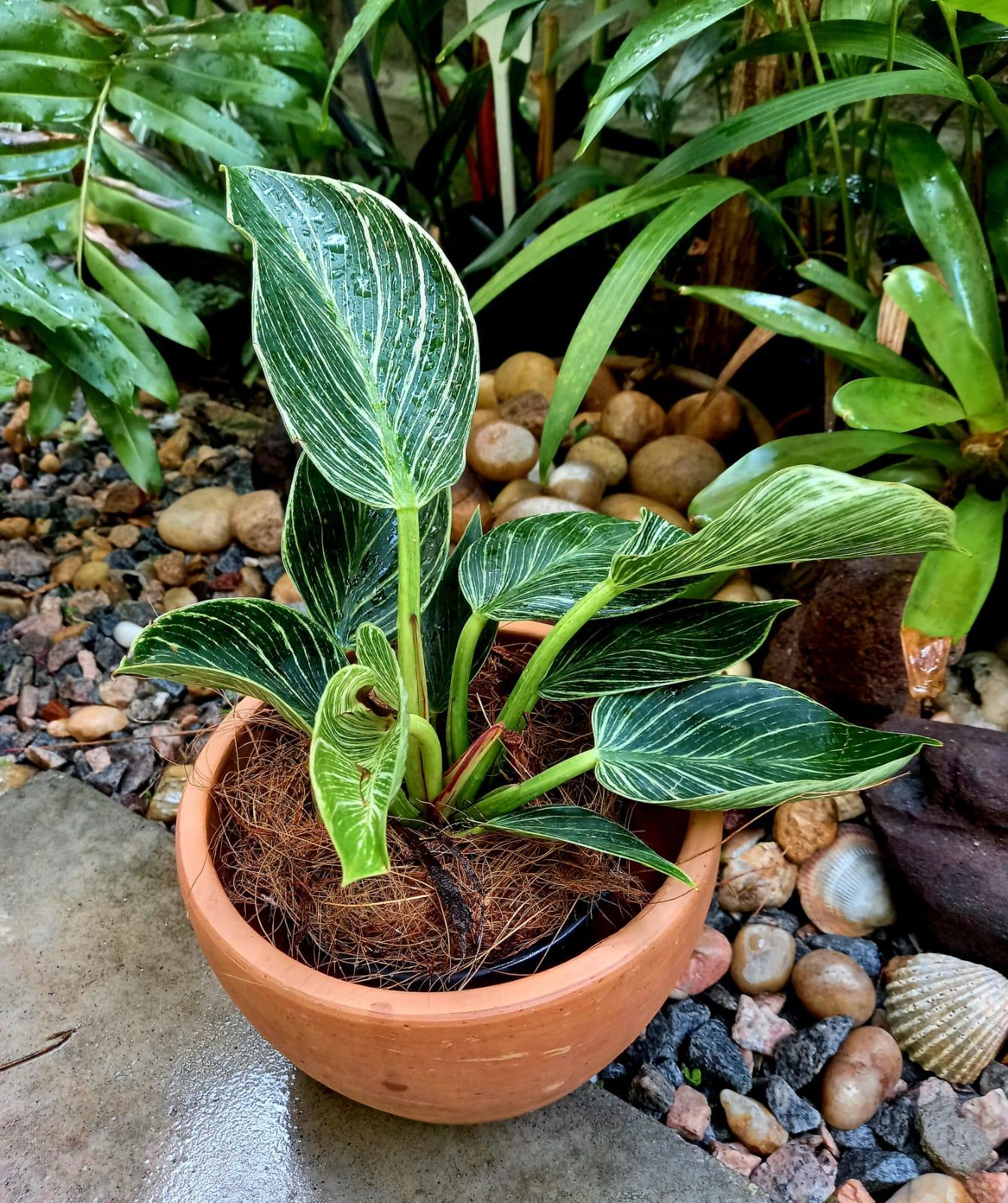 Philodendron Birkin - View 9 from www redcrocus com