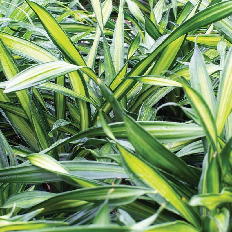 Dracaena Triple Combo - View 12 from www redcrocus com