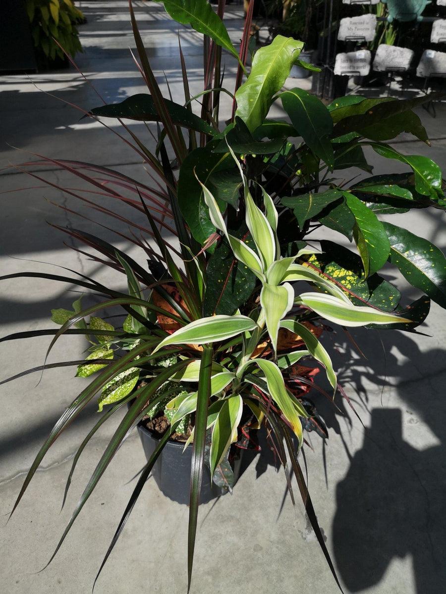 Dracaena Triple Combo - View 13 from www redcrocus com