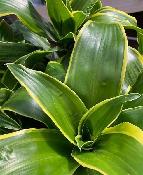 Dracaena Triple Combo - View 15 from www redcrocus com
