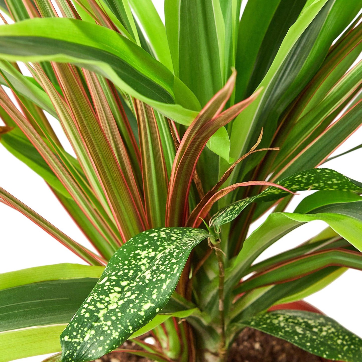 Dracaena Triple Combo - View 2 from www redcrocus com