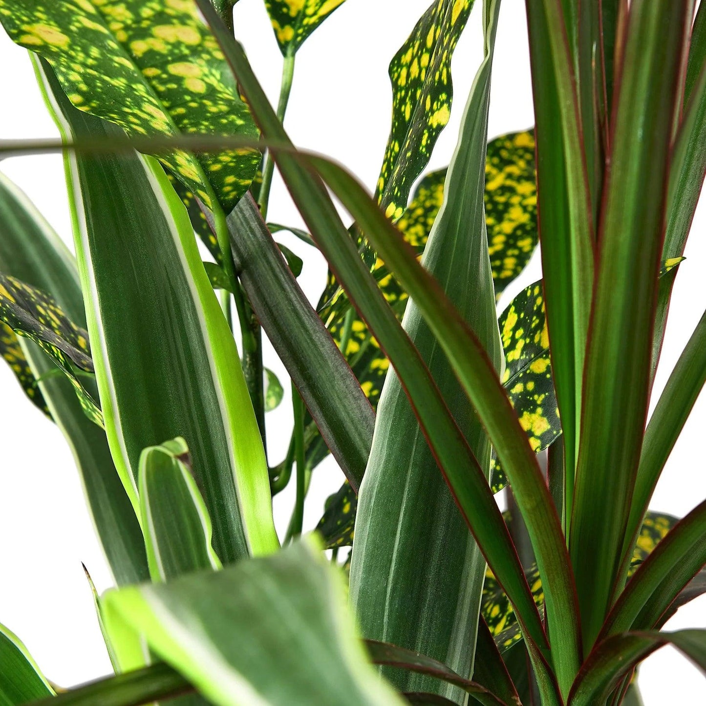 Dracaena Triple Combo - View 5 from www redcrocus com
