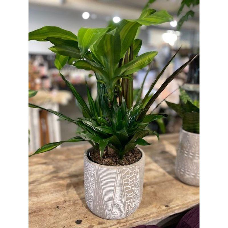 Dracaena Triple Combo - View 6 from www redcrocus com