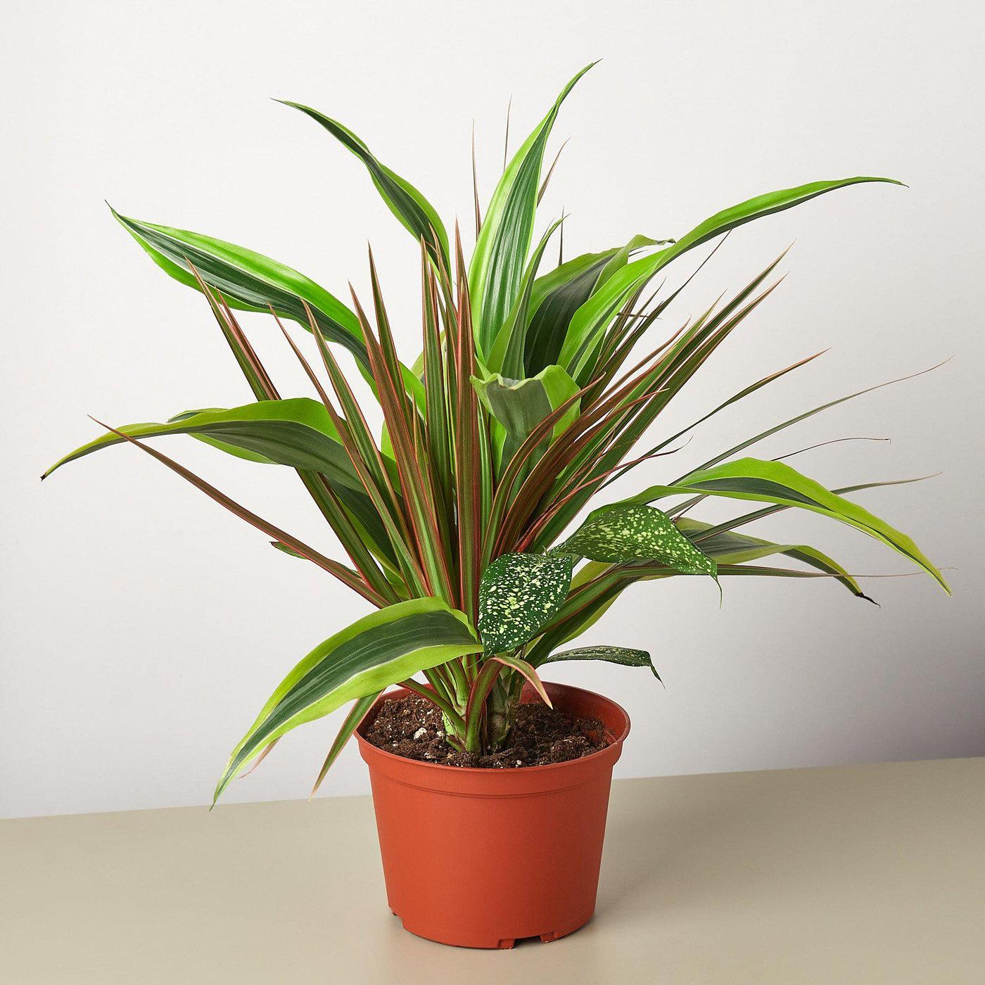 Dracaena Triple Combo - View 8 from www redcrocus com