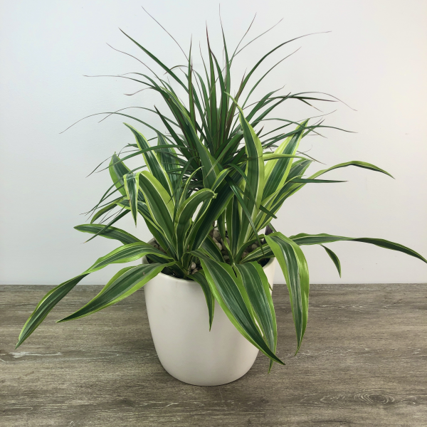 Dracaena Triple Combo - View 9 from www redcrocus com