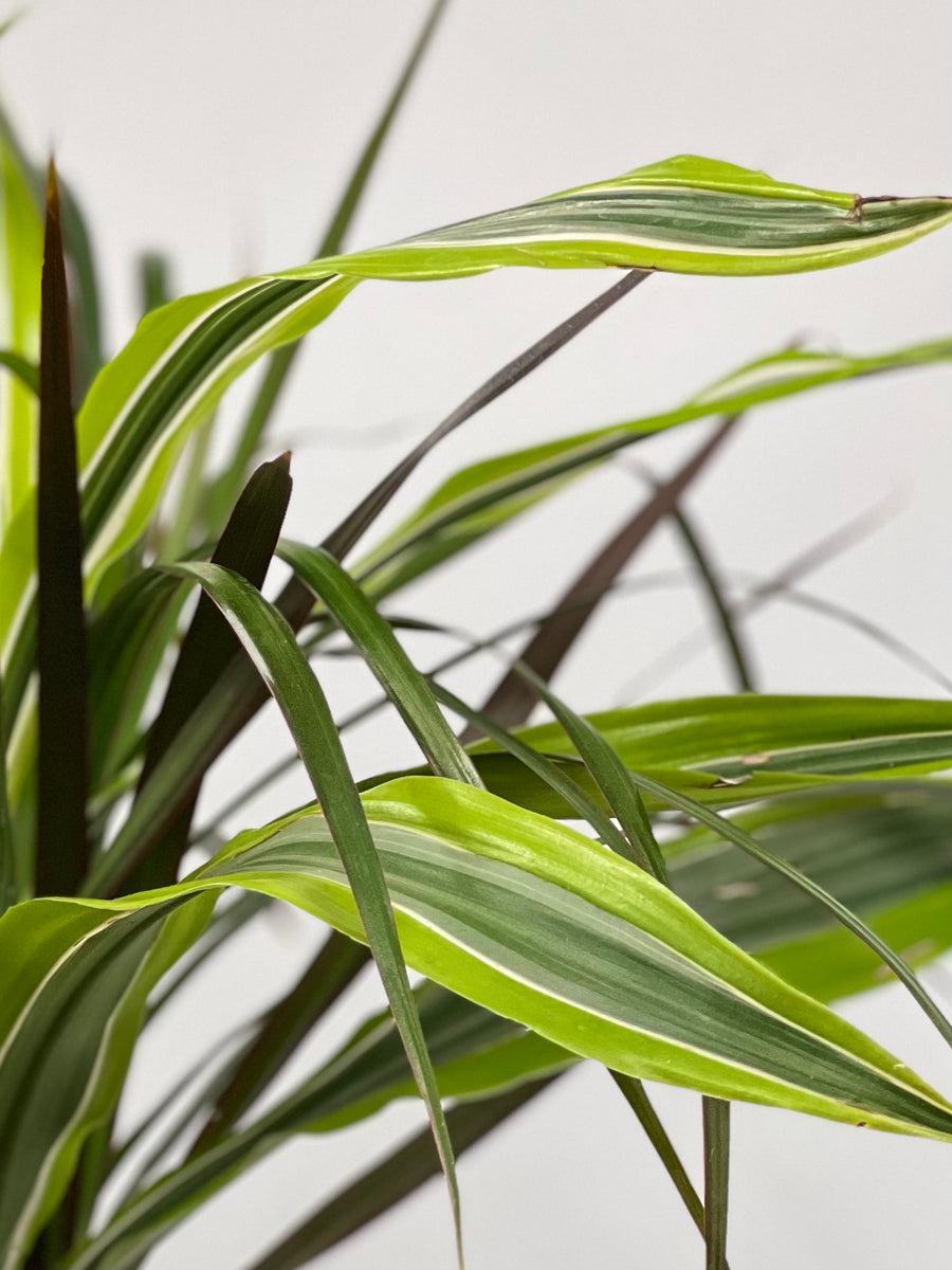 Dracaena 'triple Combo' - View 10 from www redcrocus com