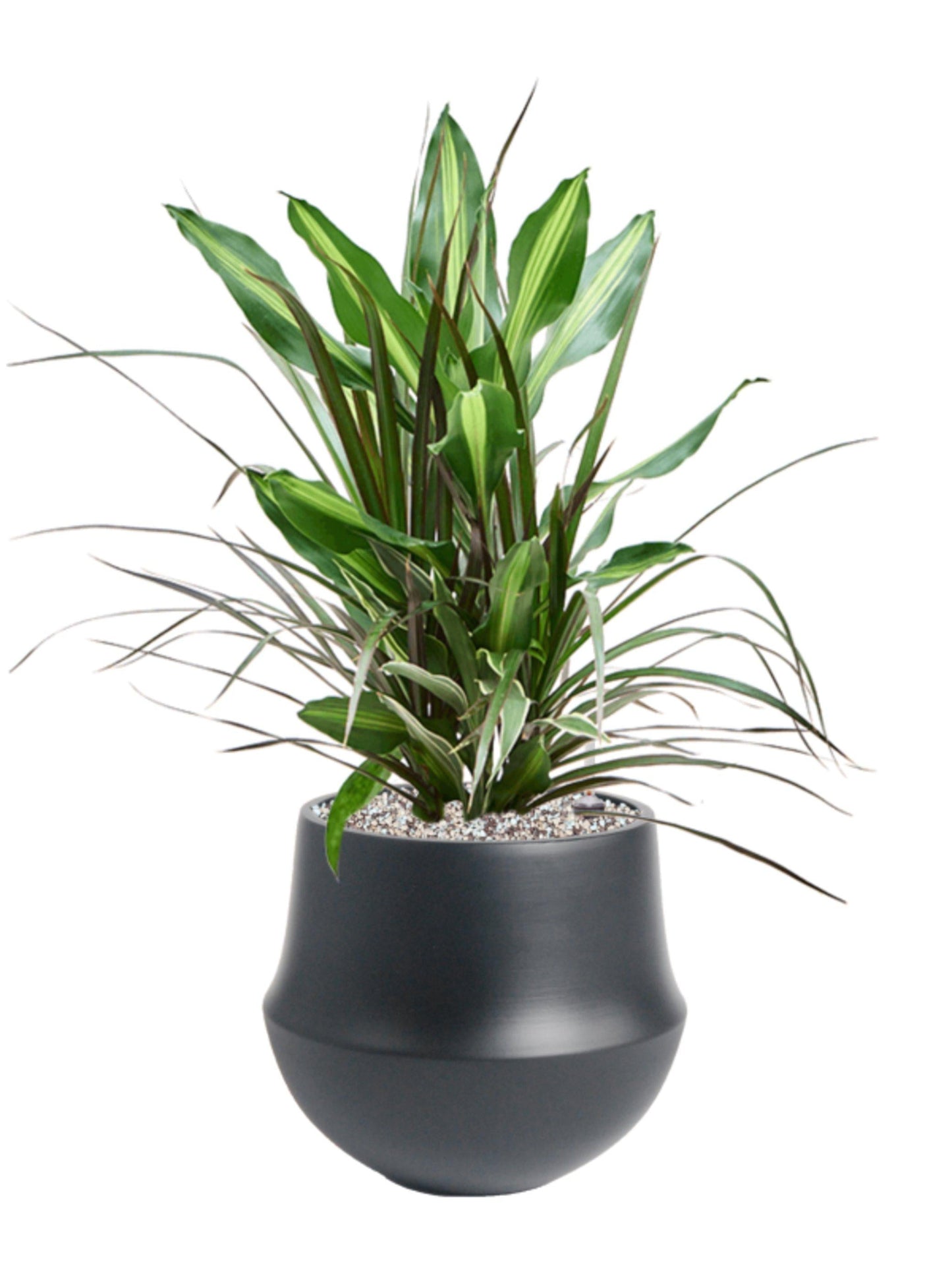 Dracaena 'triple Combo' - View 11 from www redcrocus com