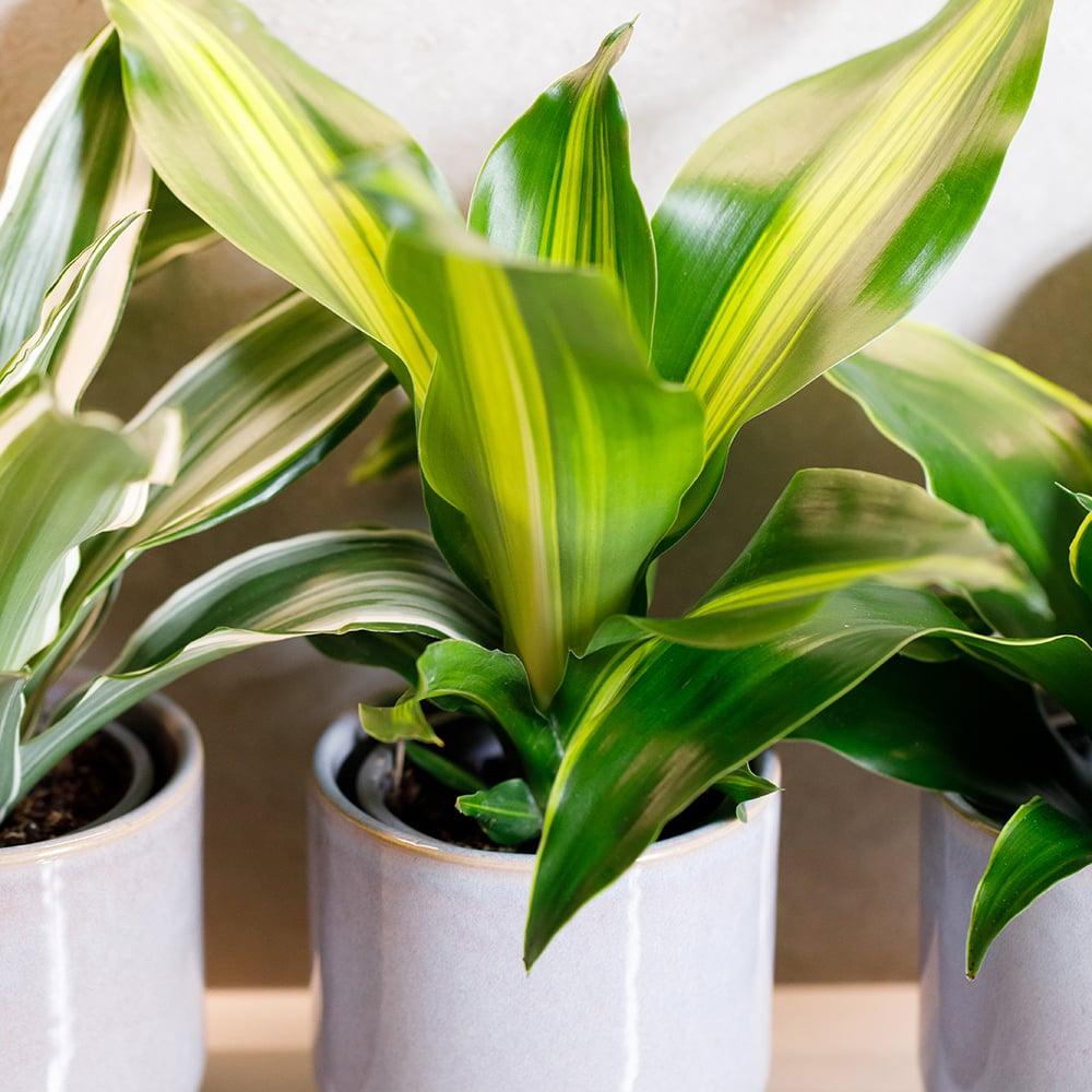 Dracaena 'triple Combo' - View 12 from www redcrocus com