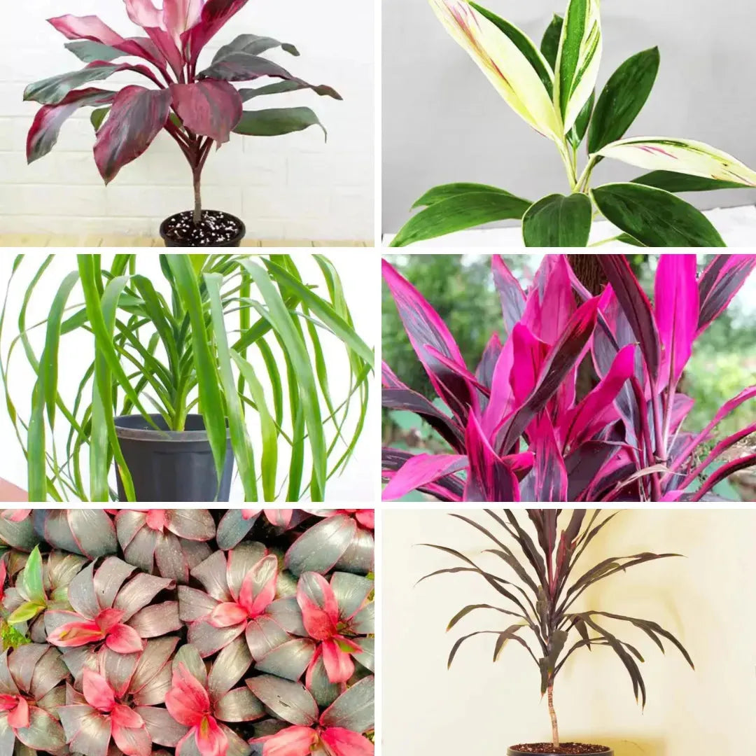 Dracaena 'triple Combo' - View 13 from www redcrocus com