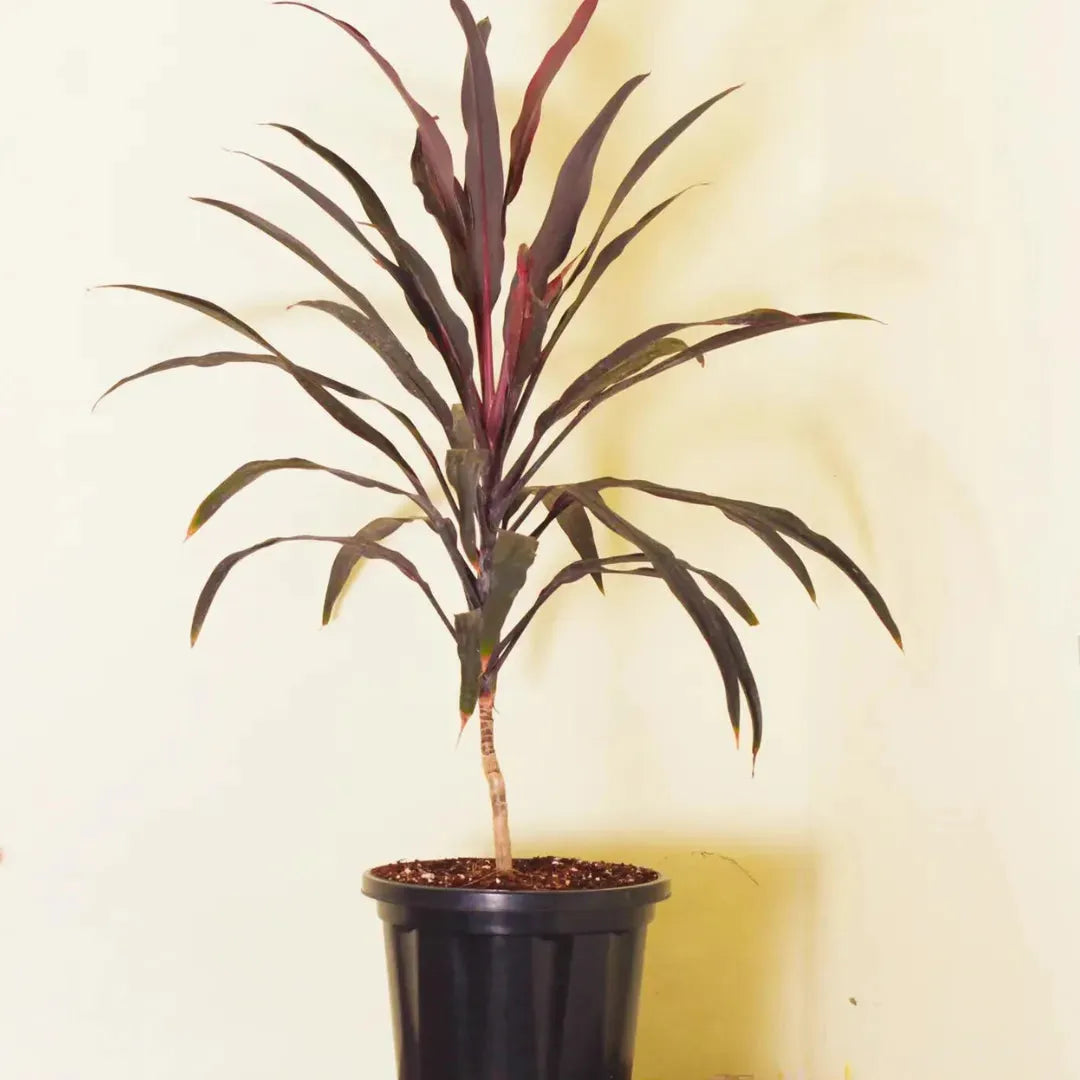 Dracaena 'triple Combo' - View 14 from www redcrocus com