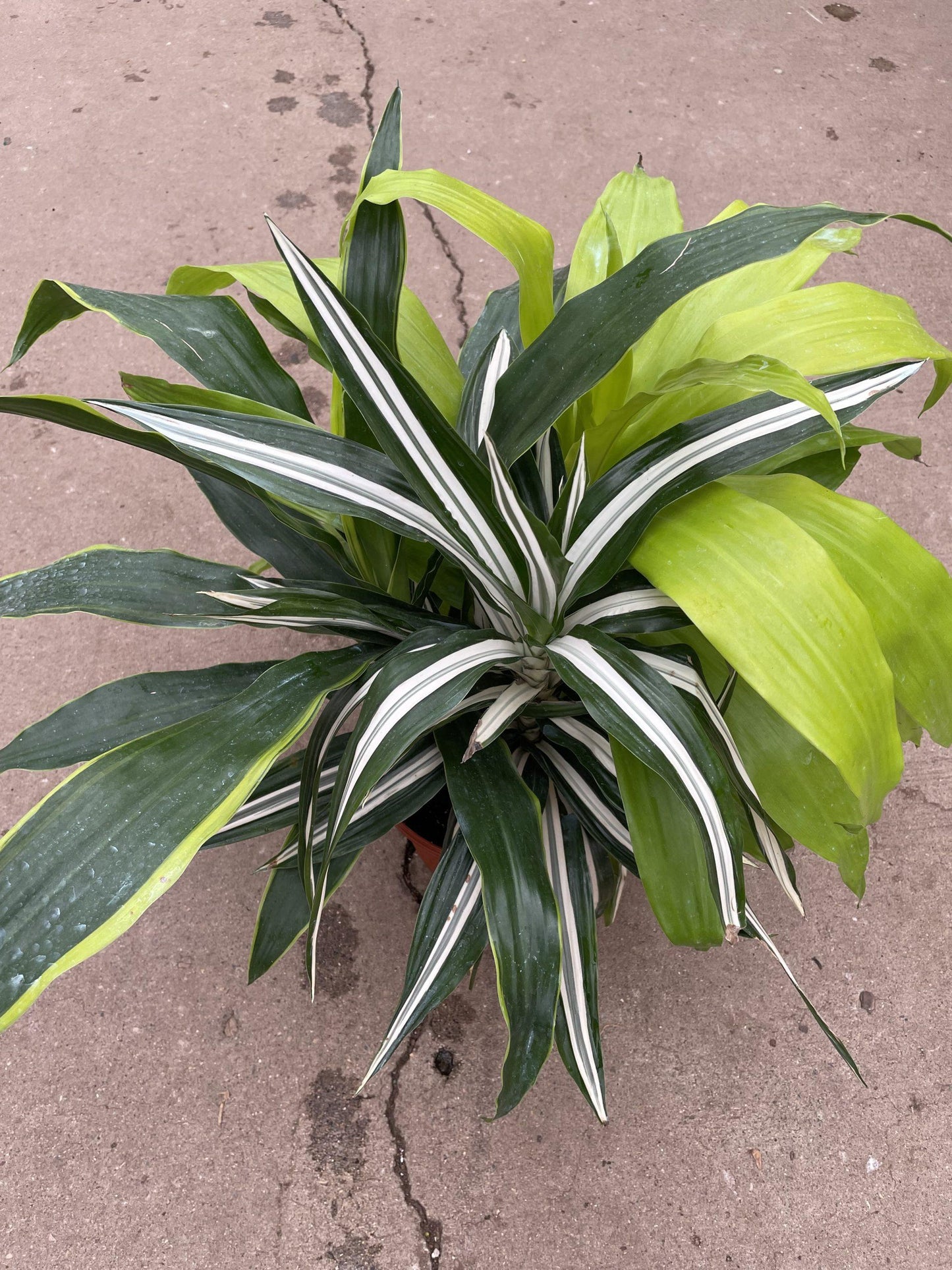 Dracaena 'triple Combo' - View 2 from www redcrocus com