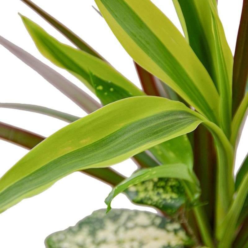 Dracaena 'triple Combo' - View 3 from www redcrocus com