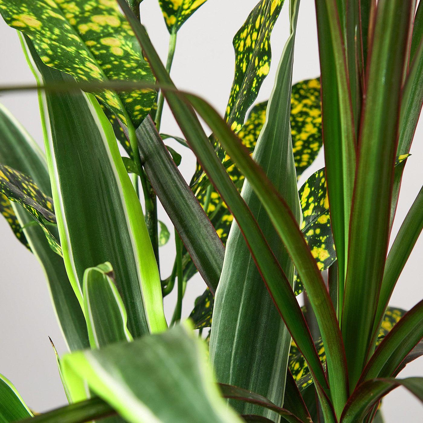 Dracaena 'triple Combo' - View 6 from www redcrocus com