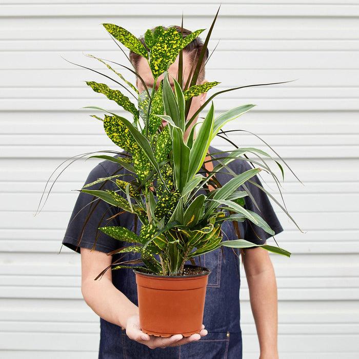 Dracaena 'triple Combo' - View 9 from www redcrocus com