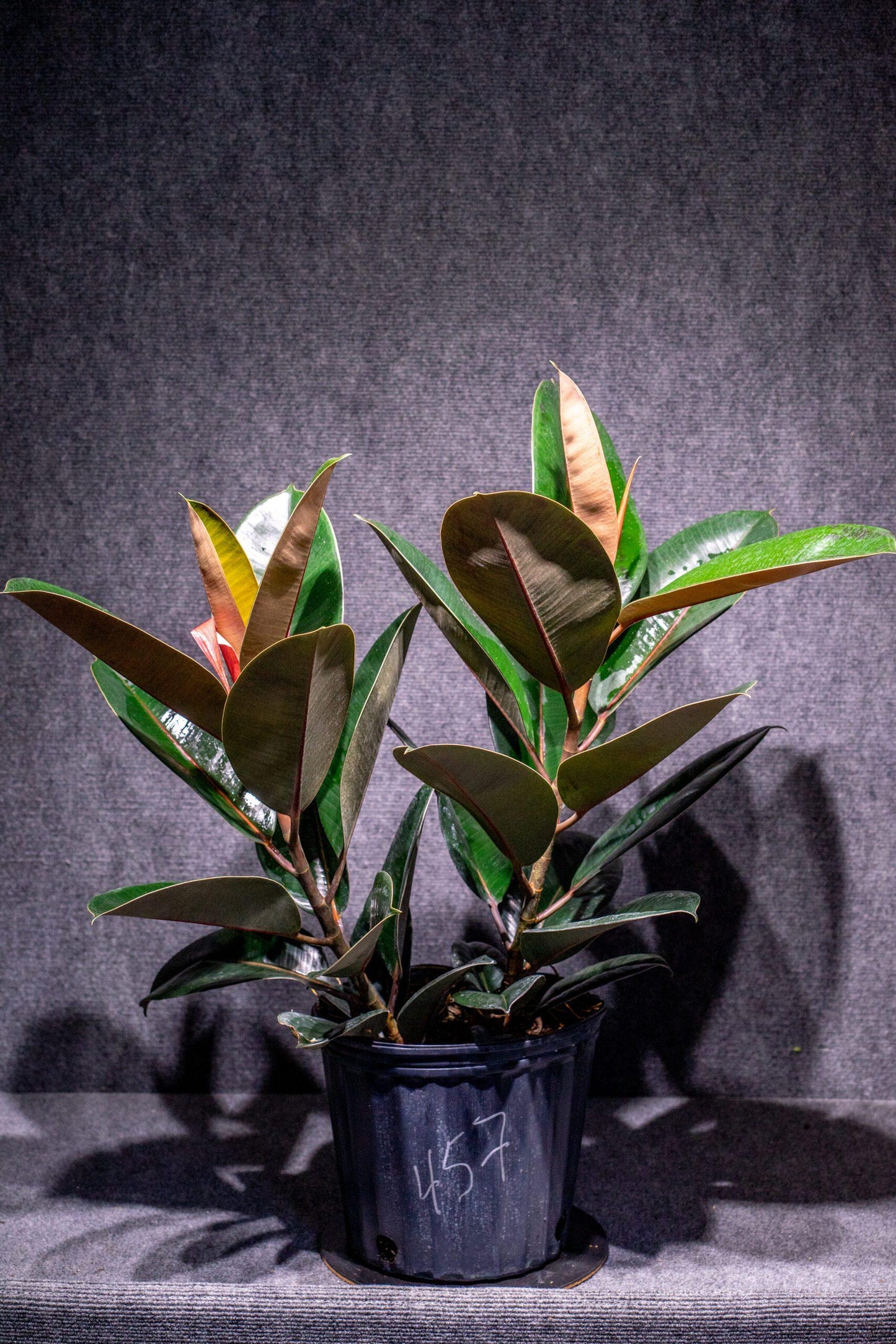 Ficus Elastica Burgundy - View 10 from www redcrocus com