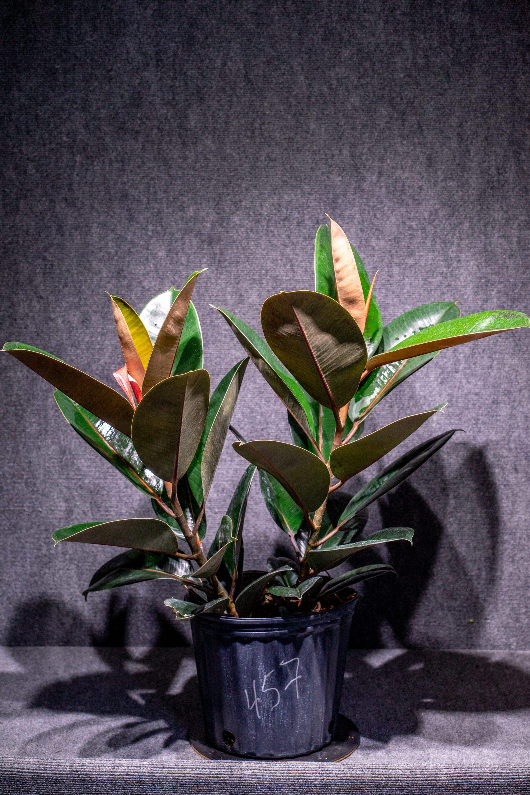 Ficus Elastica Burgundy - View 10 from www redcrocus com