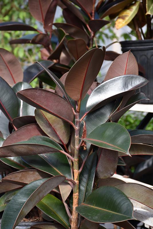 Ficus Elastica Burgundy - View 13 from www redcrocus com