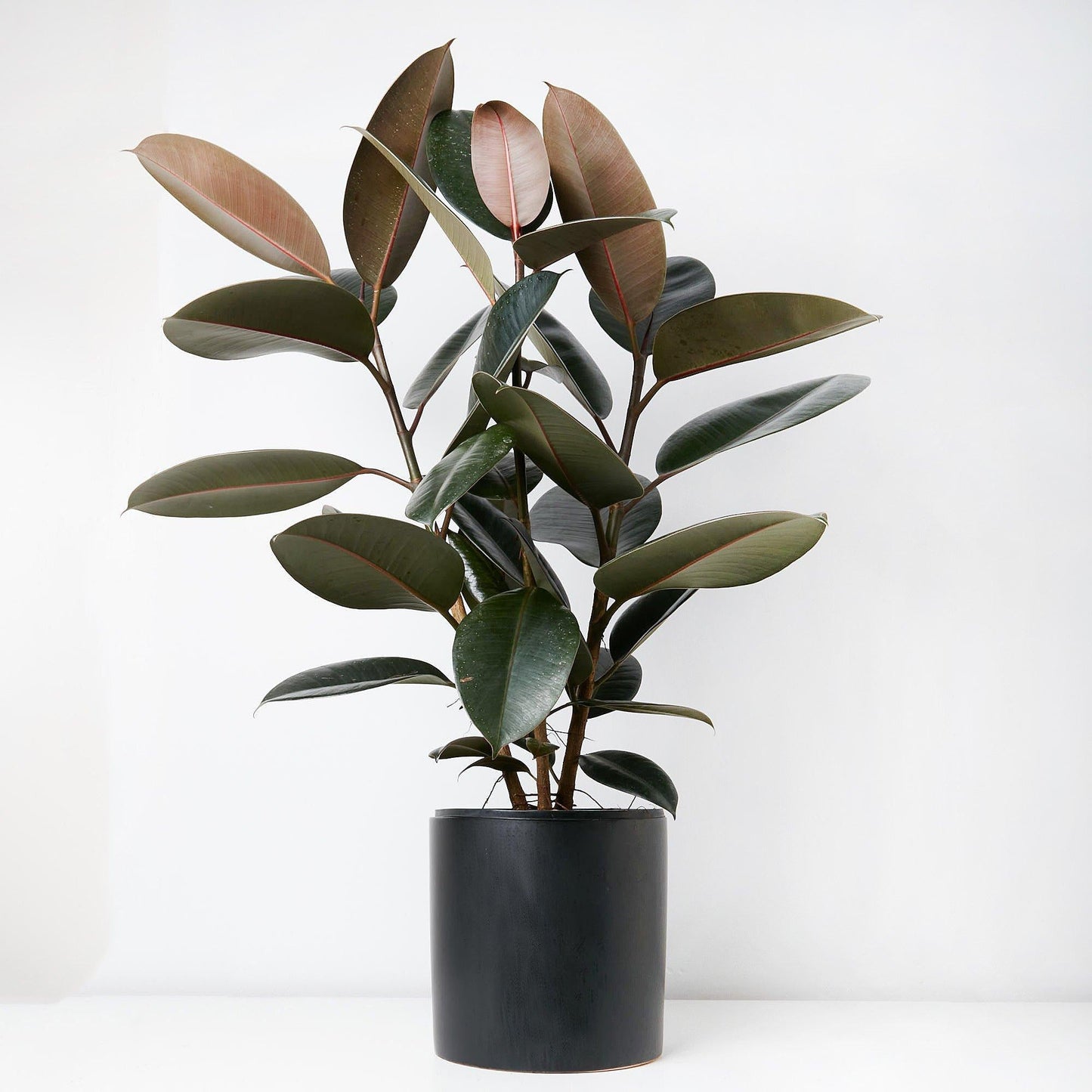 Ficus Elastica Burgundy - View 3 from www redcrocus com