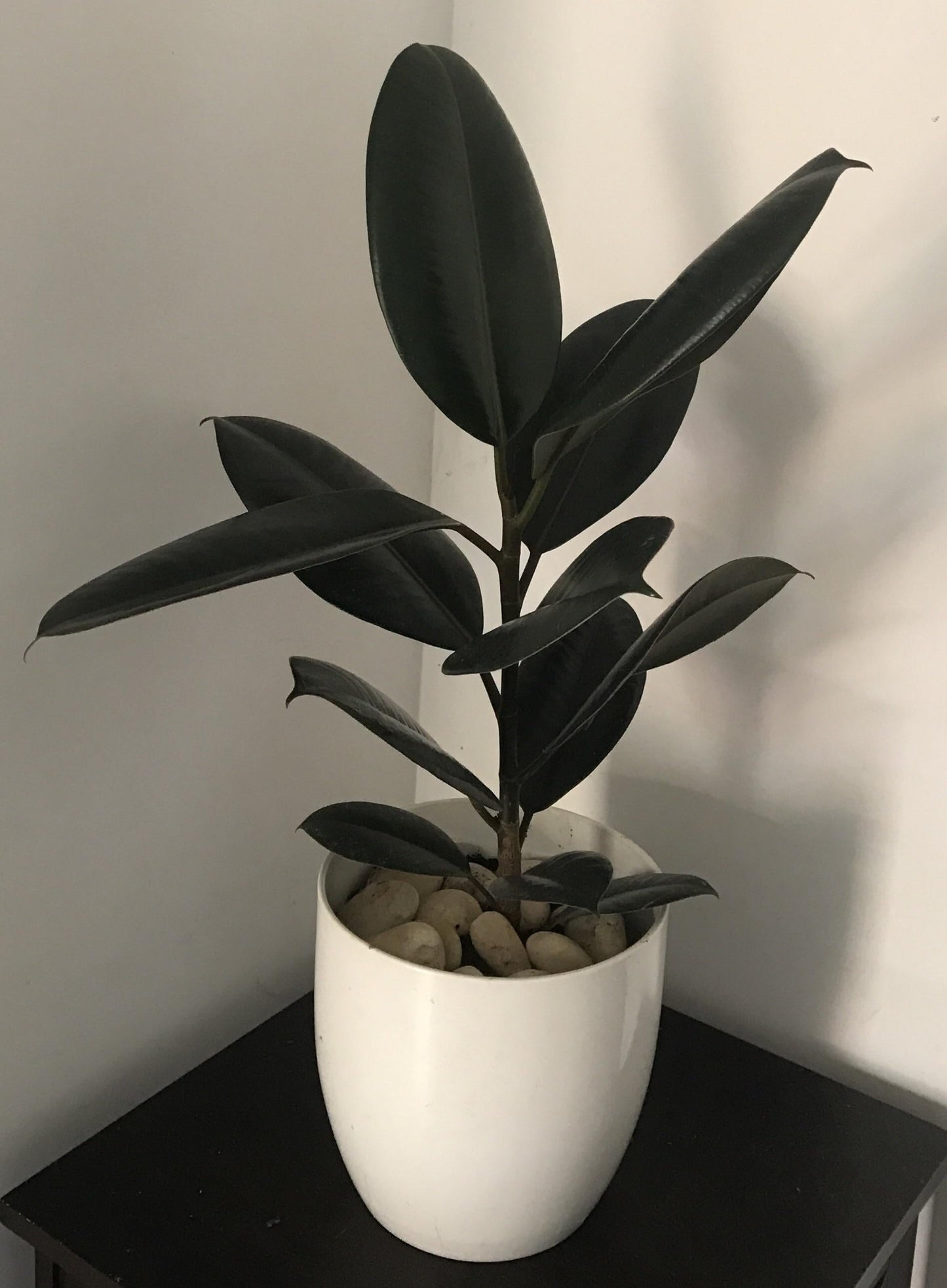 Ficus Elastica Burgundy - View 6 from www redcrocus com