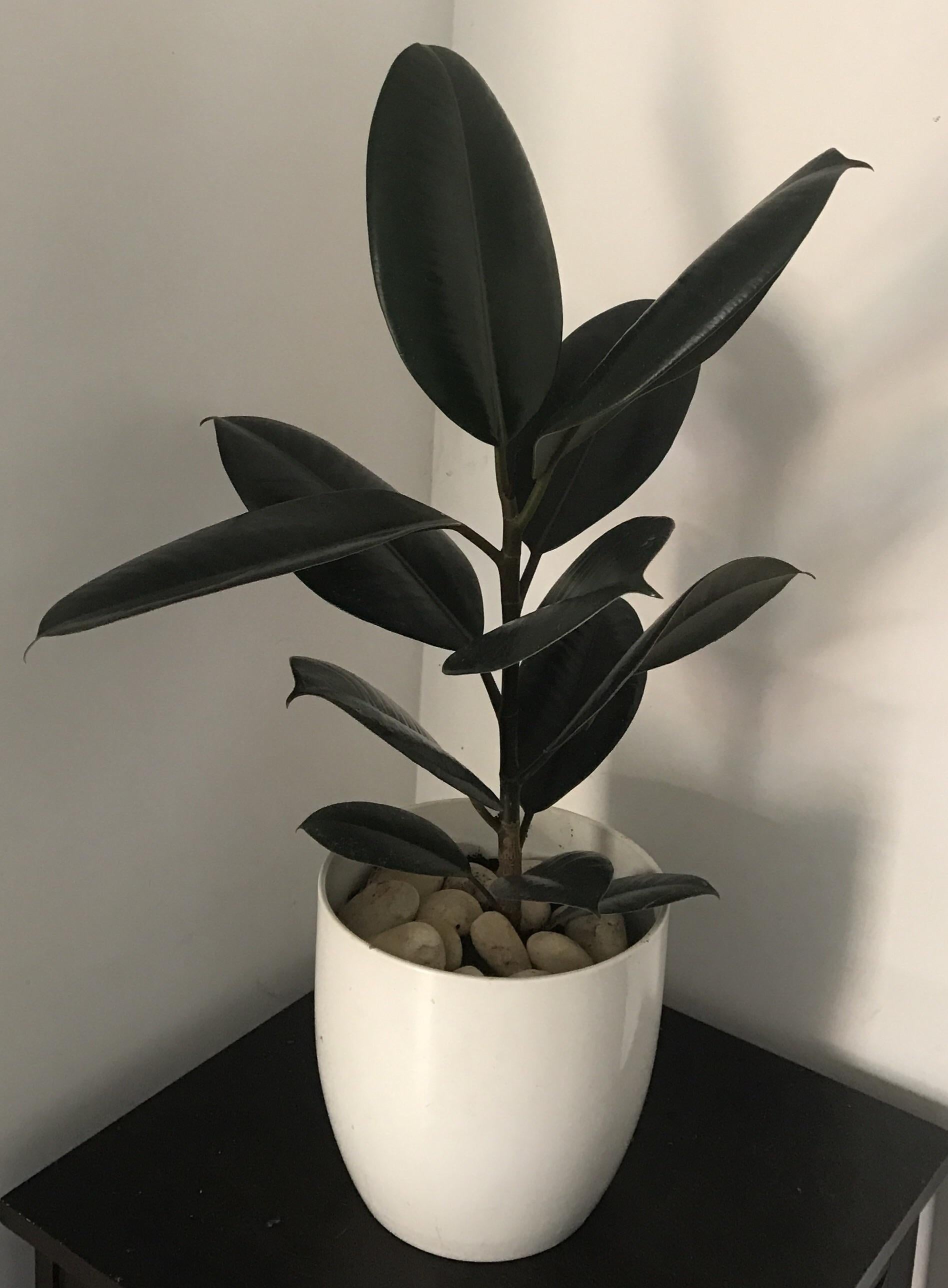 Ficus Elastica Burgundy - View 6 from www redcrocus com