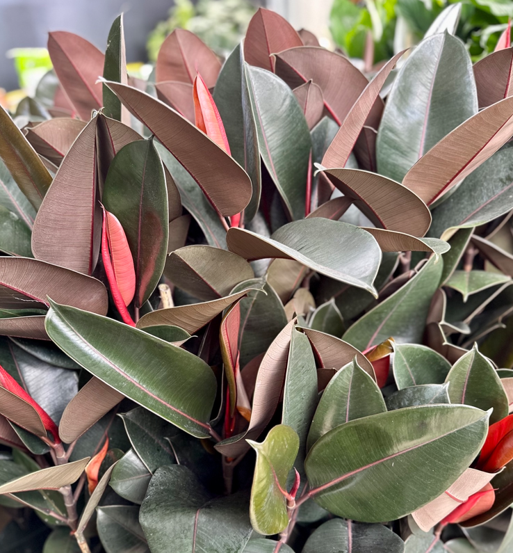 Ficus Elastica Burgundy - View 7 from www redcrocus com