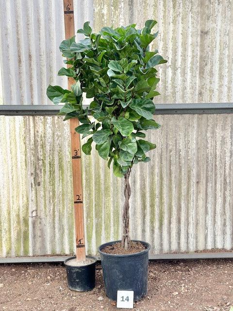 Ficus Lyrata, Standard Or Braid - View 1 from www redcrocus com