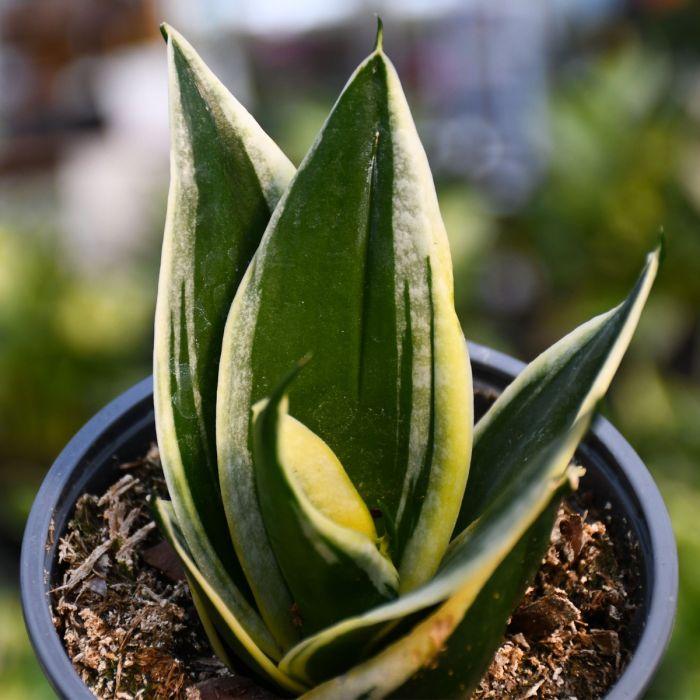 Sansevieria Trifasciata 'hahnii' - View 10 from www redcrocus com
