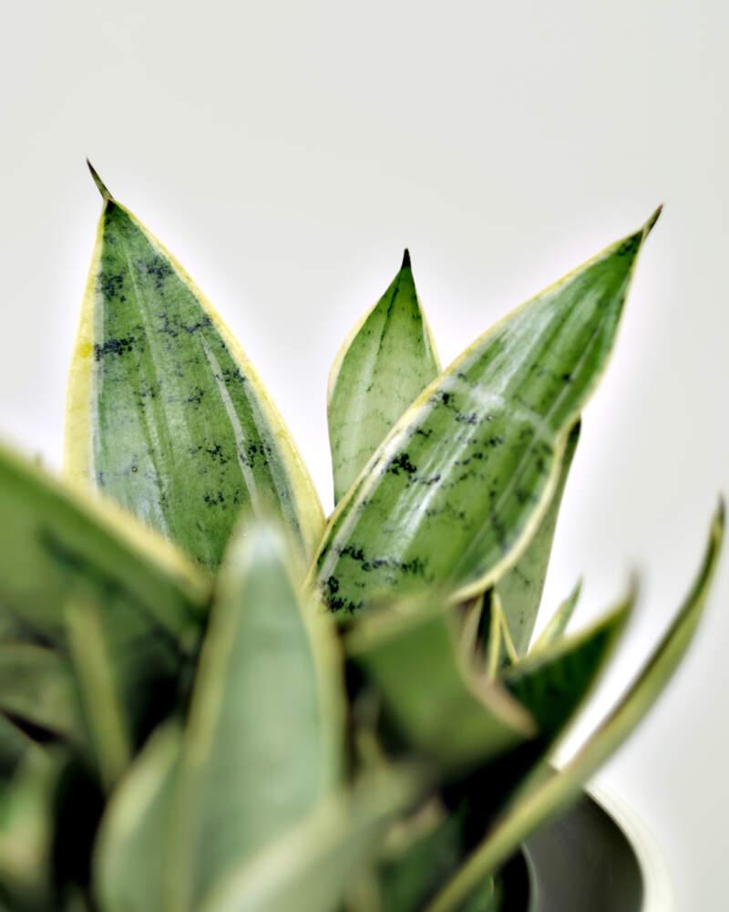 Sansevieria Trifasciata 'hahnii' - View 12 from www redcrocus com