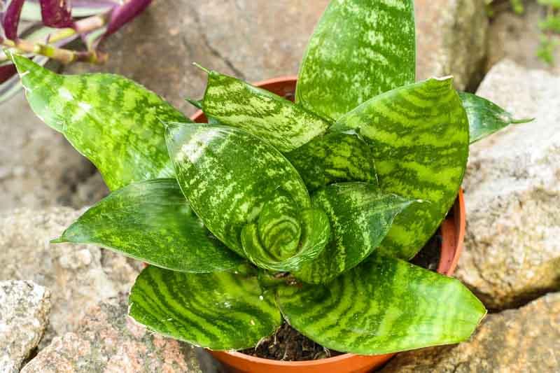 Sansevieria Trifasciata 'hahnii' - View 13 from www redcrocus com