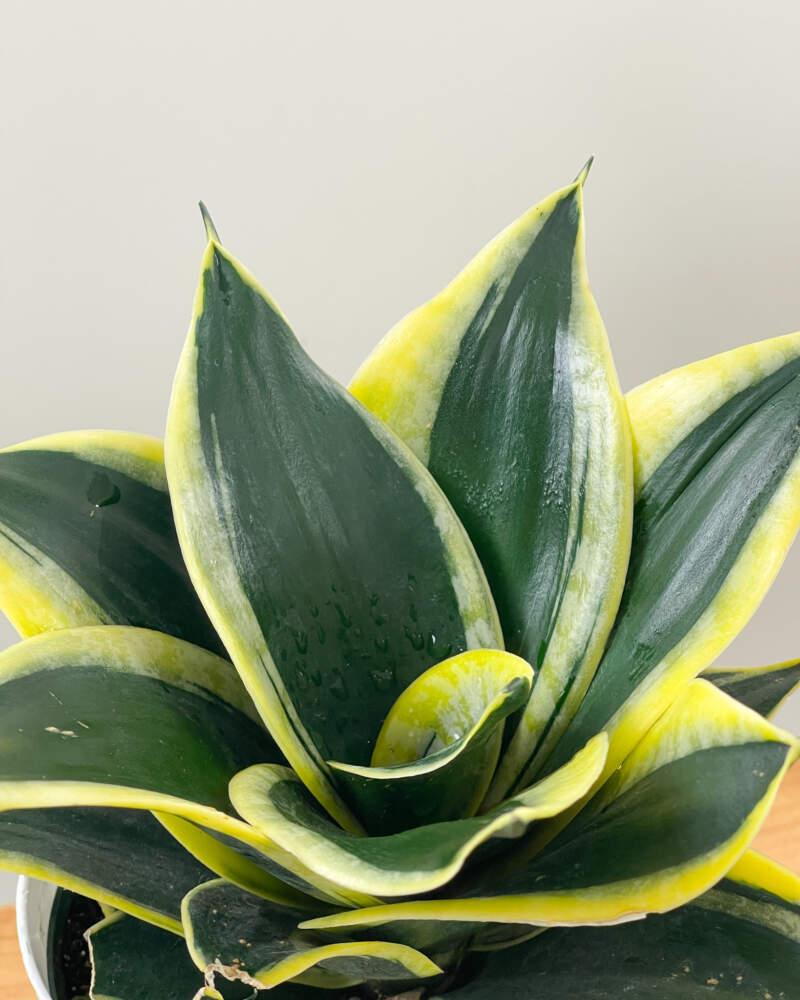 Sansevieria Trifasciata 'hahnii' - View 14 from www redcrocus com