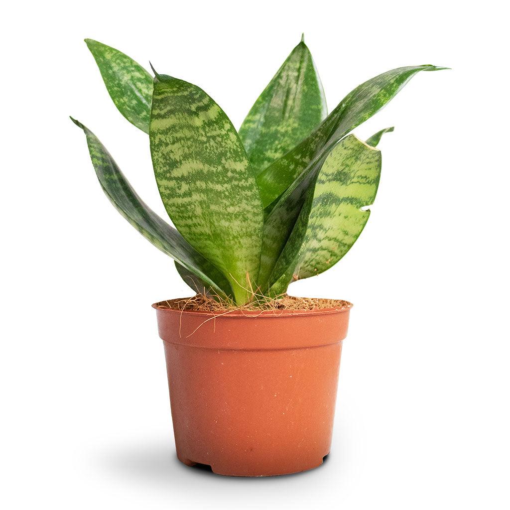 Sansevieria Trifasciata 'hahnii' - View 16 from www redcrocus com