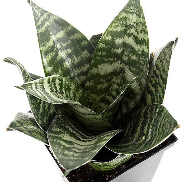 Sansevieria Trifasciata 'hahnii' - View 18 from www redcrocus com
