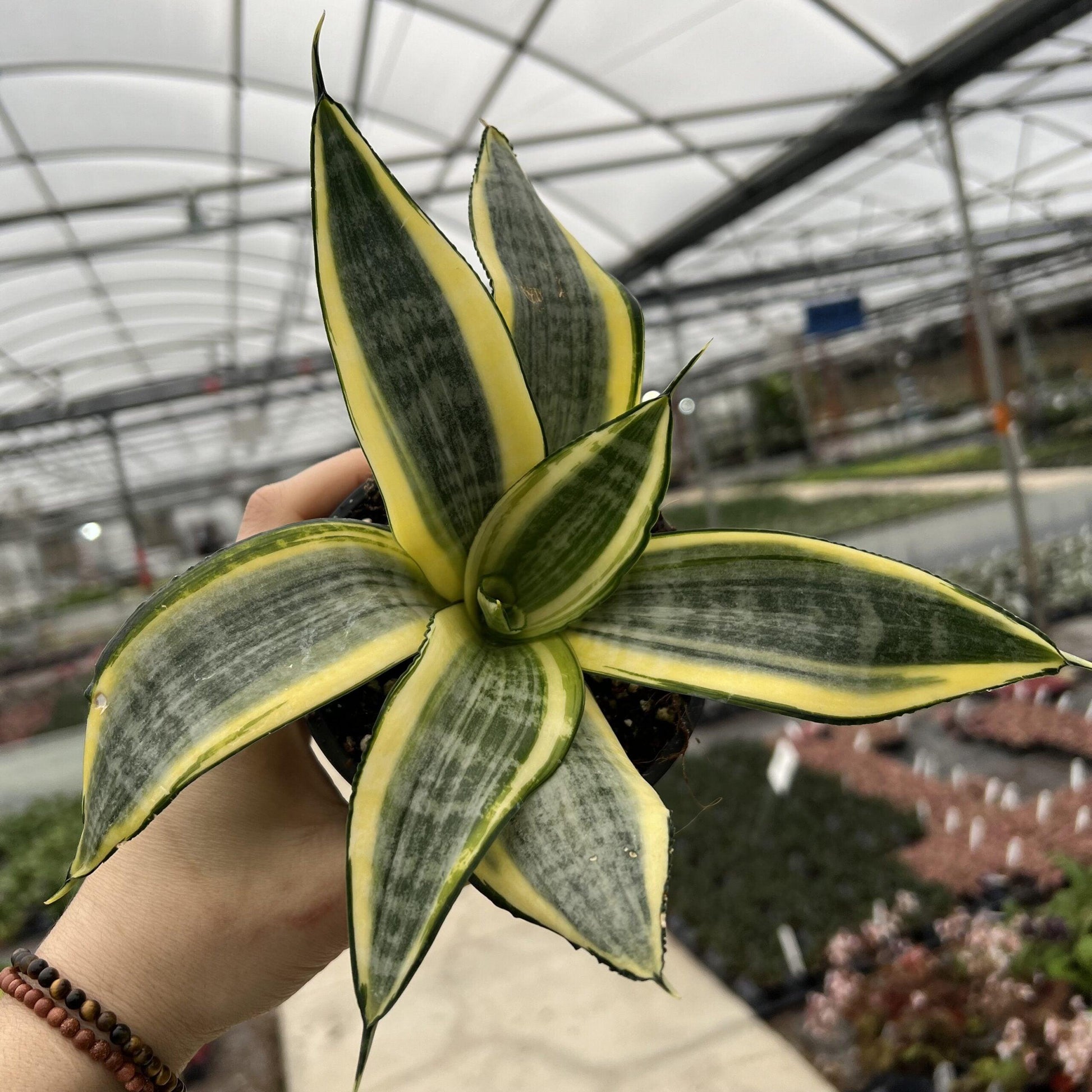Sansevieria Trifasciata 'hahnii' - View 19 from www redcrocus com